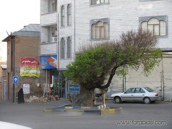 كهنسال ترین درخت مراغه