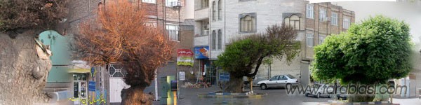 كهنسال ترین درخت مراغه